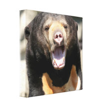 Sun Bear Canvas Print
