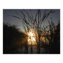 Sun Behind the Reeds Photograph