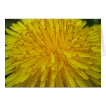 Sun Burst Greeting Card