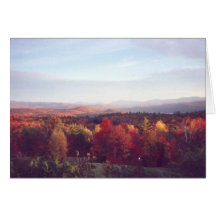"Sun catches the treetops" Greeting Cards