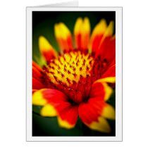 sun collector cards