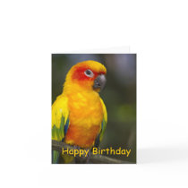 Sun Conure Parrot Blank Birthday Card