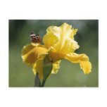 Sun Dancer Iris & Butterfly Photography Art Post Cards