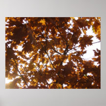 Sun Diamond on Fall Leaves Posters