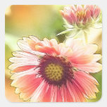 Sun Drenched Gaillardia Flowers Sticker