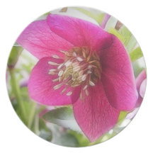 Sun Drenched Hellebore Flower Dinner Plate
