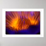 Sun-Fire Lily Posters