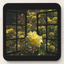 Sun Flare rose from window Beverage Coaster