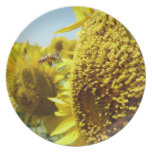 sun flower and bee , ヒマワリと蜂  , Plate