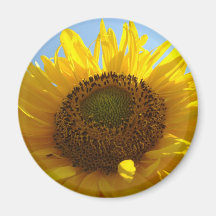 SUN FLOWERS SUNFLOWER MAGNET MAGNETS Gifts