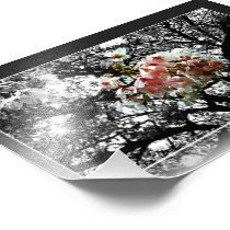Sun Kissed Cherry Blossoms