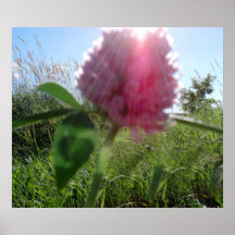 Sun Kissed Clover Canvas Print