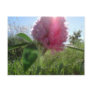 Sun Kissed Clover Postcard