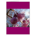 SUN LIGHT CHERRY GREETING CARDS