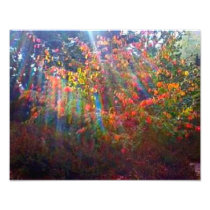 Sun Rays Print Photo
