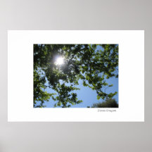 Sun Shines Through the Trees Print