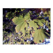 Sun shining through the leaves postcards