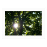 Sun Shining Through Trees Business Card Templates