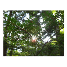 Sun Shone Branch Postcard