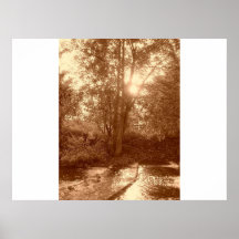 sun through a tree poster