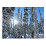 Sun through Trees in Winter Post Cards