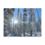 Sun through Trees in Winter Post Cards