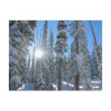 Sun through Trees in Winter postcards