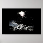 Sun thru Trees B&W Poster