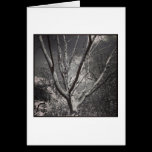 Sun Worshiping Tree cartes