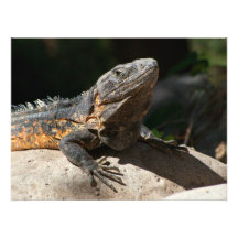 Sun-Worshipping Iguana Photo Art