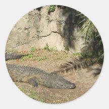 Sunbathing Alligator Sticker