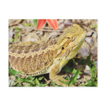 Sunbathing Bearded Dragon Post Cards