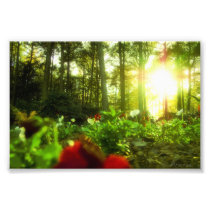Sunbathing Flowers Photographic Print