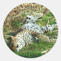 Sunbathing Leopard Sticker