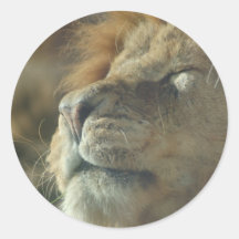 Sunbathing Lion Stickers