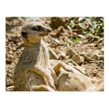 Sunbathing Meerkats Postcard