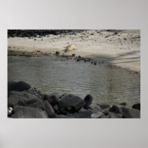 Sunbathing Monk Seal Poster