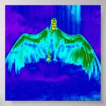 Sunbathing Vulture Poster