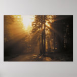 Sunbeams Posters