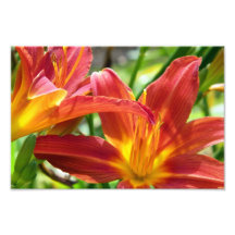 Sunburst Lillies Photograph