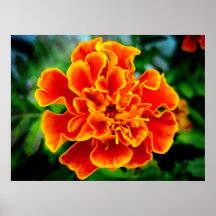 Sunburst Print