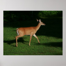 Sunday Morning Stroll Print