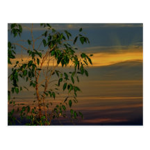 Sundown behind the tree postcards