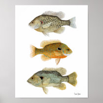 Sunfish- Redear, Longear & Green Sunfish Poster