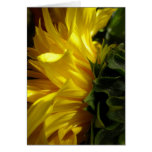 sunflower1 cards
