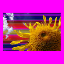 sunflower2 posters