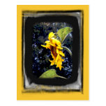 Sunflower 1 Postcard