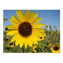 Sunflower 2 postcard