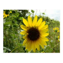 Sunflower 3 post card