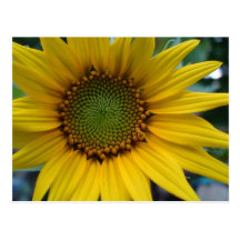 Sunflower 4 postcards